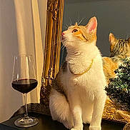 Flora participe au concours pour gagner de l'argent avec cette photo : cat, wine_glass, mirror, golden_chain, table, indoor, decorative_frame, reflection, plant, feline, curious, white_fur, orange_fur, sitting, still_life, decor, glassware, luxury, pet, domestic_animal
