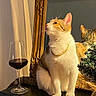 cat, wine_glass, mirror, golden_chain, table, indoor, decorative_frame, reflection, plant, feline, curious, white_fur, orange_fur, sitting, still_life, decor, glassware, luxury, pet, domestic_animal