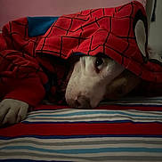 Athena joined the competition — help win amazing prizes! dog, hoodie, spiderman, costume, pet, bed, striped_bedspread, lying_down, indoor, cozy, sleepy, canine, animal, red_clothing, casual, close_up, soft_lighting, resting, cute, portrait