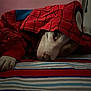 dog, hoodie, spiderman, costume, pet, bed, striped_bedspread, lying_down, indoor, cozy, sleepy, canine, animal, red_clothing, casual, close_up, soft_lighting, resting, cute, portrait