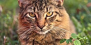 Kiss is registered to the contest to win money with this photo: cat, tabby, animal, pet, feline, whiskers, ears, outdoor, grass, nature, closeup, portrait, yellow_eyes, fur, mammal, relaxed, lying_down, greenery, daylight, focused