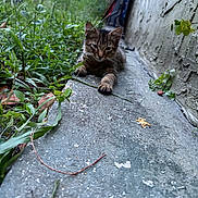 Kiss joined the competition — help win amazing prizes! kitten, cat, concrete, path, grass, plants, outdoor, wall, greenery, nature, young, animal, pet, feline, curious, lying_down, narrow_space, closeup, sidewalk, small