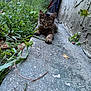 kitten, cat, concrete, path, grass, plants, outdoor, wall, greenery, nature, young, animal, pet, feline, curious, lying_down, narrow_space, closeup, sidewalk, small