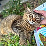 cat, tabby_cat, grass, outdoor, hand, towel, colorful, pet, fur, relaxing, scratching, closeup, animal, nature, content, whiskers, paw, greenery, domestic_cat, resting