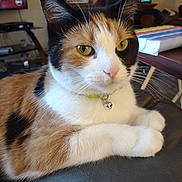 Precious joined the competition — help win amazing prizes! cat, calico, pet, animal, feline, collar, bell, eyes, whiskers, fur, indoor, home, living_room, furniture, leather, keyboard, table, relaxed, closeup, cute