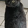 Noirot a rejoint le concours — aidez-le/la à gagner de superbes lots ! abyssinian, angora, animal, blackcat, cat, egyptiancat, kitten, manx, pet, slate