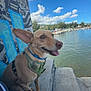 dog, waterfront, steps, harness, blue_sky, clouds, graffiti, concrete, outdoor, happy, pet, canine, tongue_out, ears_up, sunny, nature, relaxed, urban_art, daytime, smiling