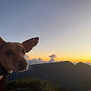 Caly a rejoint le concours — aidez-le/la à gagner de superbes lots ! dog, animal, pet, sunset, mountain, outdoor, nature, sky, clouds, silhouette, hoodie, purple, blue, portrait, canine, ears, twilight, scenery, landscape, curious
