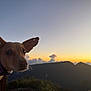 dog, animal, pet, sunset, mountain, outdoor, nature, sky, clouds, silhouette, hoodie, purple, blue, portrait, canine, ears, twilight, scenery, landscape, curious