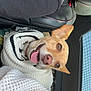 dog, car, sweater, tongue_out, happy, pet, animal, cozy, seat, leather_seat, ear, nose, fur, closeup, companion, travel, window, daylight, cute, inside