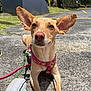 dog, outdoor, sunlight, pavement, harness, pink, ear, footwear, sneaker, greenery, relaxing, pet, canine, animal, leash, daylight, closeup, cute, portrait, nature