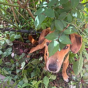 Eole participe au concours pour gagner de l'argent avec cette photo : dog, leaves, greenery, garden, outdoor, nature, plants, pet, brown_dog, face, snout, ears, curious, hiding, ground, sunlight, shadows, leash, closeup, foliage