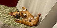 Eole a rejoint le concours — aidez-le/la à gagner de superbes lots ! dog, brown_dog, pet, cushion, patterned_cushion, relaxed, lying_down, indoor, tile_floor, small_dog, canine, sleeping, resting, paw, ear, collar, furniture, cozy, comfort, home