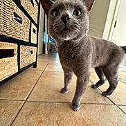 Sebastian is registered to the contest to win money with this photo: cat, gray_cat, pet, curious, wide_eyes, ears_up, indoor, floor_tiles, cabinet, woven_baskets, furniture, animal, whiskers, fur, four_legs, domestic_cat, looking_up, close_up, home_interior, curiosity