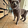 cat, gray_cat, pet, curious, wide_eyes, ears_up, indoor, floor_tiles, cabinet, woven_baskets, furniture, animal, whiskers, fur, four_legs, domestic_cat, looking_up, close_up, home_interior, curiosity