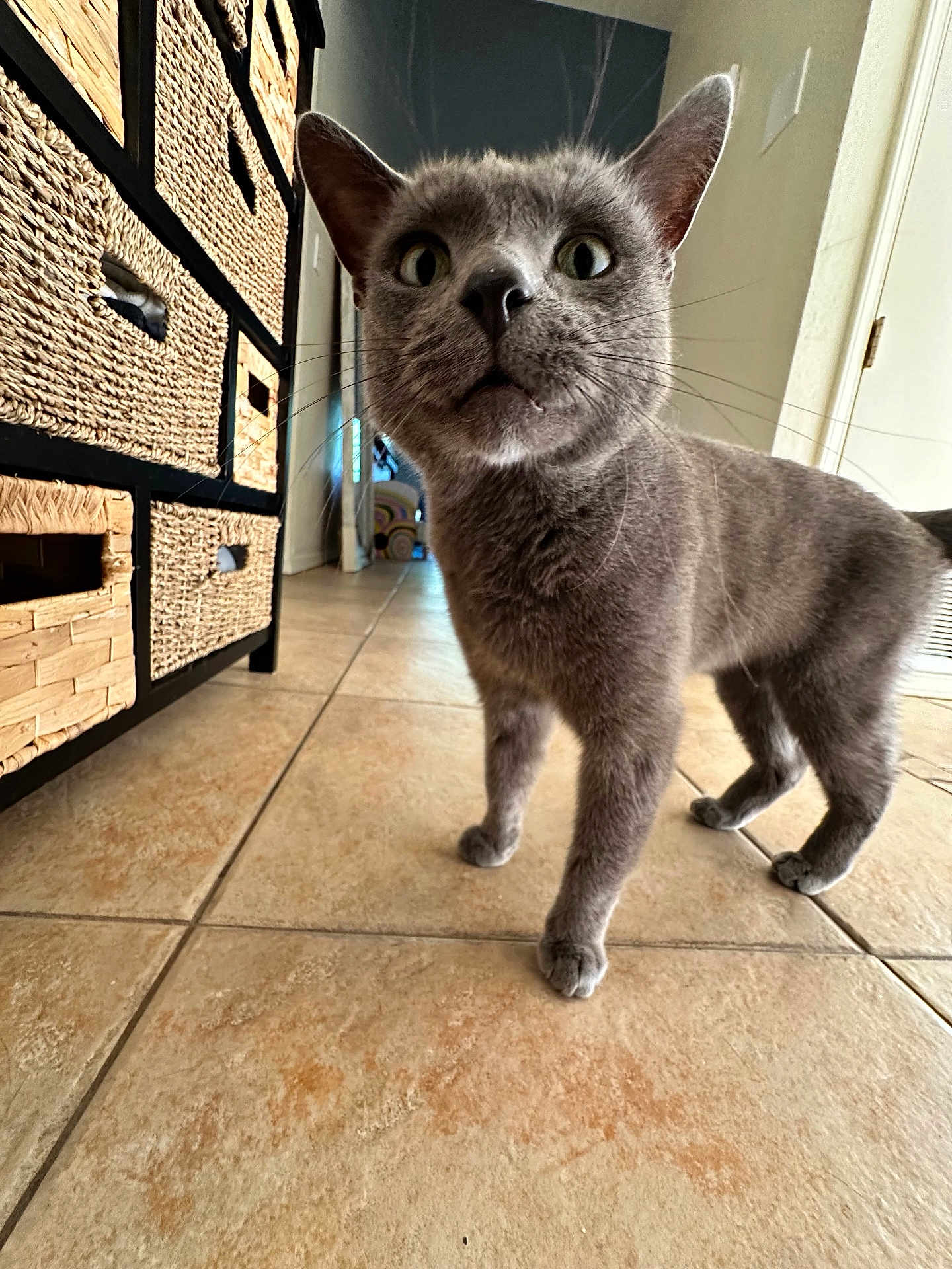 Sebastian is registered to the contest to win money with this photo: cat, gray_cat, pet, curious, wide_eyes, ears_up, indoor, floor_tiles, cabinet, woven_baskets, furniture, animal, whiskers, fur, four_legs, domestic_cat, looking_up, close_up, home_interior, curiosity