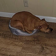 Sky is registered to the contest to win money with this photo: dog, brown_dog, pet_bed, wooden_floor, indoor, wall, electrical_outlet, relaxed, resting, small_bed, canine, domestic_animal, fur, ears, snout, flooring, household, comfort, sleeping, cozy