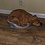 dog, brown_dog, pet_bed, wooden_floor, indoor, wall, electrical_outlet, relaxed, resting, small_bed, canine, domestic_animal, fur, ears, snout, flooring, household, comfort, sleeping, cozy