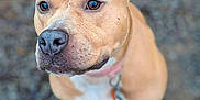 Sky is registered to the contest to win money with this photo: dog, tan_dog, white_chest, close_up, outdoor, pet, canine, sitting, brown_eyes, ears, collar, leash, fur, muzzle, portrait, animal, cute, friendly, looking_away, background_blur