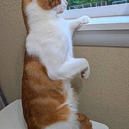 Garfield joined the competition — help win amazing prizes! cat, orange_and_white, sitting, toilet_tank, window, curious, indoor, pet, animal, feline, looking_out, mesh_screen, wall, fur, tail, paw, side_view, domestic_cat, quiet, still_life