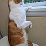 cat, orange_and_white, sitting, toilet_tank, window, curious, indoor, pet, animal, feline, looking_out, mesh_screen, wall, fur, tail, paw, side_view, domestic_cat, quiet, still_life