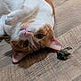 cat, orange_and_white, pet, animal, floor, wooden_floor, lying_down, playful, whiskers, ears, eyes, pink_nose, close_up, indoor, curious, mammal, feline, domestic_cat, resting, small_insect
