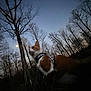 cat, orange_cat, white_cat, harness, twilight, moon, trees, forest, outdoor, nature, sky, leafless_trees, animal, pet, low_angle, evening, grass, quiet, serene, majestic