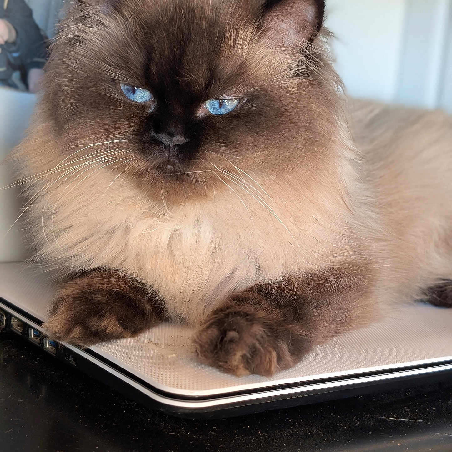 Roméo participe au concours pour gagner de l'argent avec cette photo : animal, blue_eyes, brown_fur, cat, close_up, cute, domestic_cat, face, feline, fluffy, fur, indoor, laptop, looking, paws, pet, portrait, relaxed, resting, whiskers
