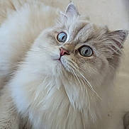 Rubis a rejoint le concours — aidez-le/la à gagner de superbes lots ! cat, fluffy, long_hair, cream_colored, blue_eyes, portrait, close_up, pet, feline, whiskers, pink_nose, sitting, cushion, couch, indoor, cozy, soft_fur, adorable, looking_up, animal