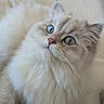 cat, fluffy, long_hair, cream_colored, blue_eyes, portrait, close_up, pet, feline, whiskers, pink_nose, sitting, cushion, couch, indoor, cozy, soft_fur, adorable, looking_up, animal