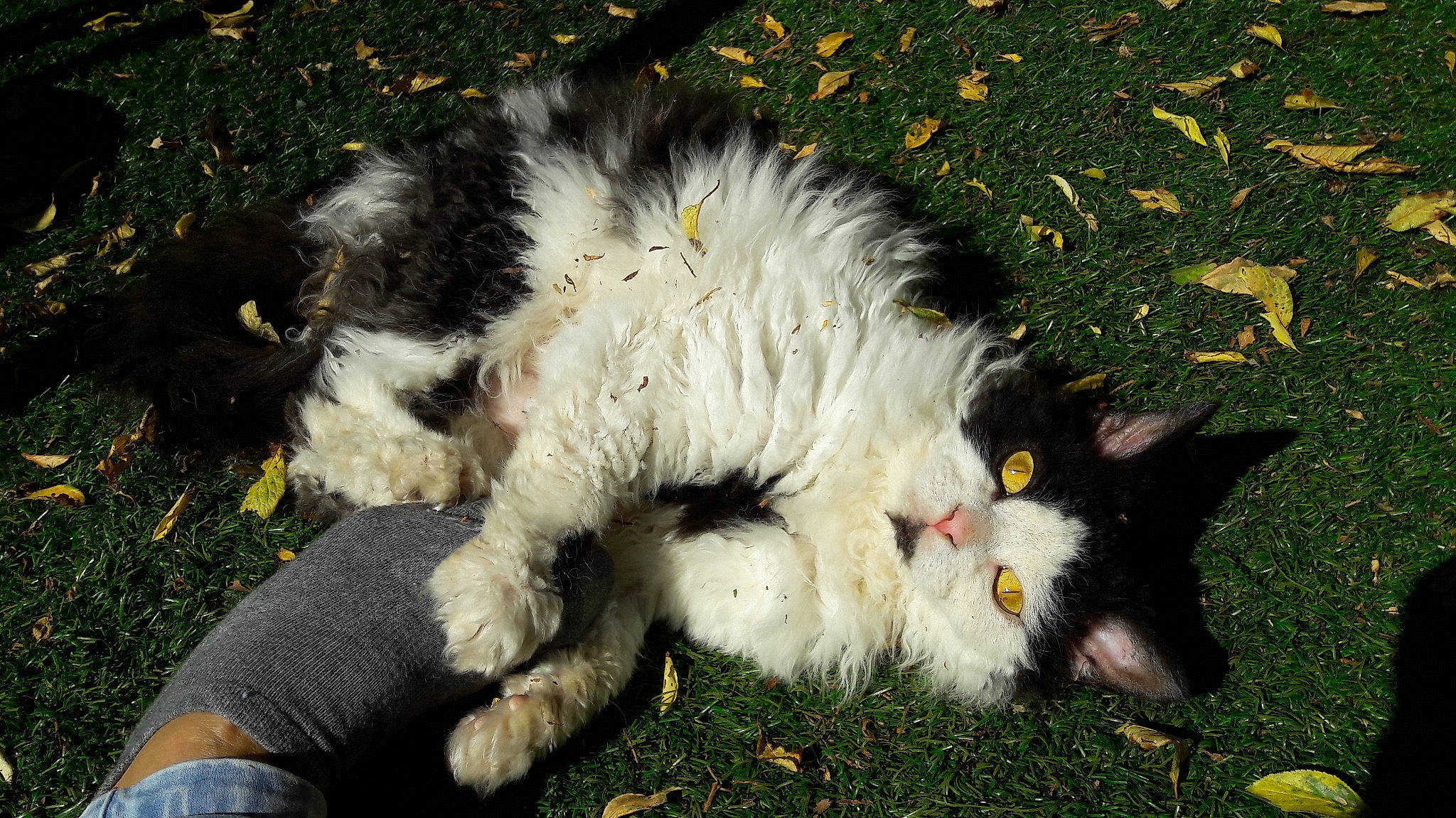 Noustic a rejoint le concours — aidez-le/la à gagner de superbes lots ! canidae, carnivore, cat, claw, companion_dog, dog_breed, felidae, foot, fur, grass, paw, plant, sitting, small_to_medium_sized_cats, snout, sporting_group, tail, terrestrial_animal, whiskers