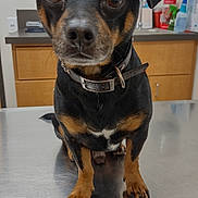 Nova is registered to the contest to win money with this photo: dog, pet, animal, black_and_tan, collar, table, indoor, veterinary, clinic, metal_surface, curious, ears, paw, close_up, brown_eyes, fur, waiting, expression, canine, domestic