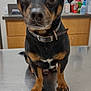 dog, pet, animal, black_and_tan, collar, table, indoor, veterinary, clinic, metal_surface, curious, ears, paw, close_up, brown_eyes, fur, waiting, expression, canine, domestic