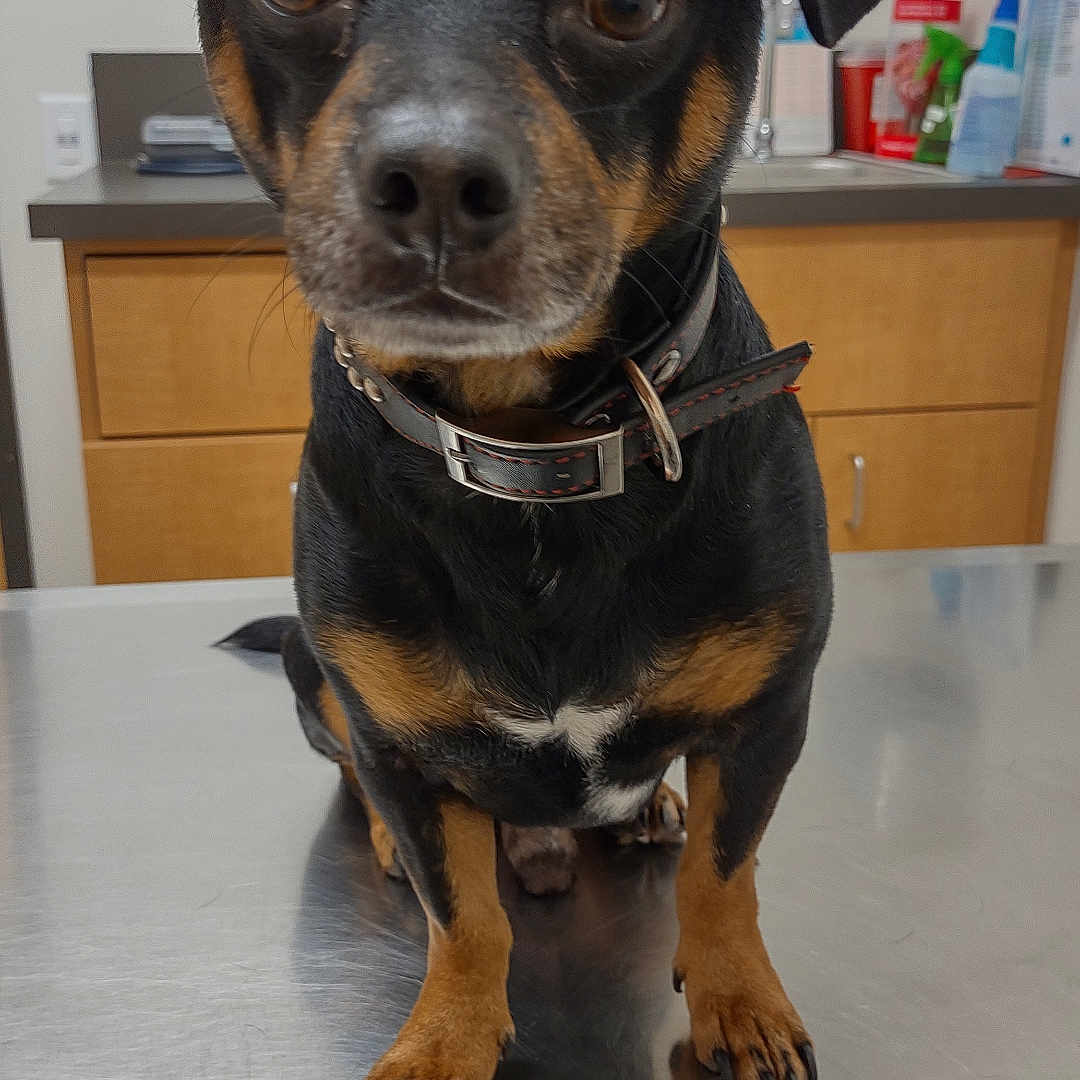 Nova is registered to the contest to win money with this photo: animal, black_and_tan, brown_eyes, canine, clinic, close_up, collar, curious, dog, domestic, ears, expression, fur, indoor, metal_surface, paw, pet, table, veterinary, waiting