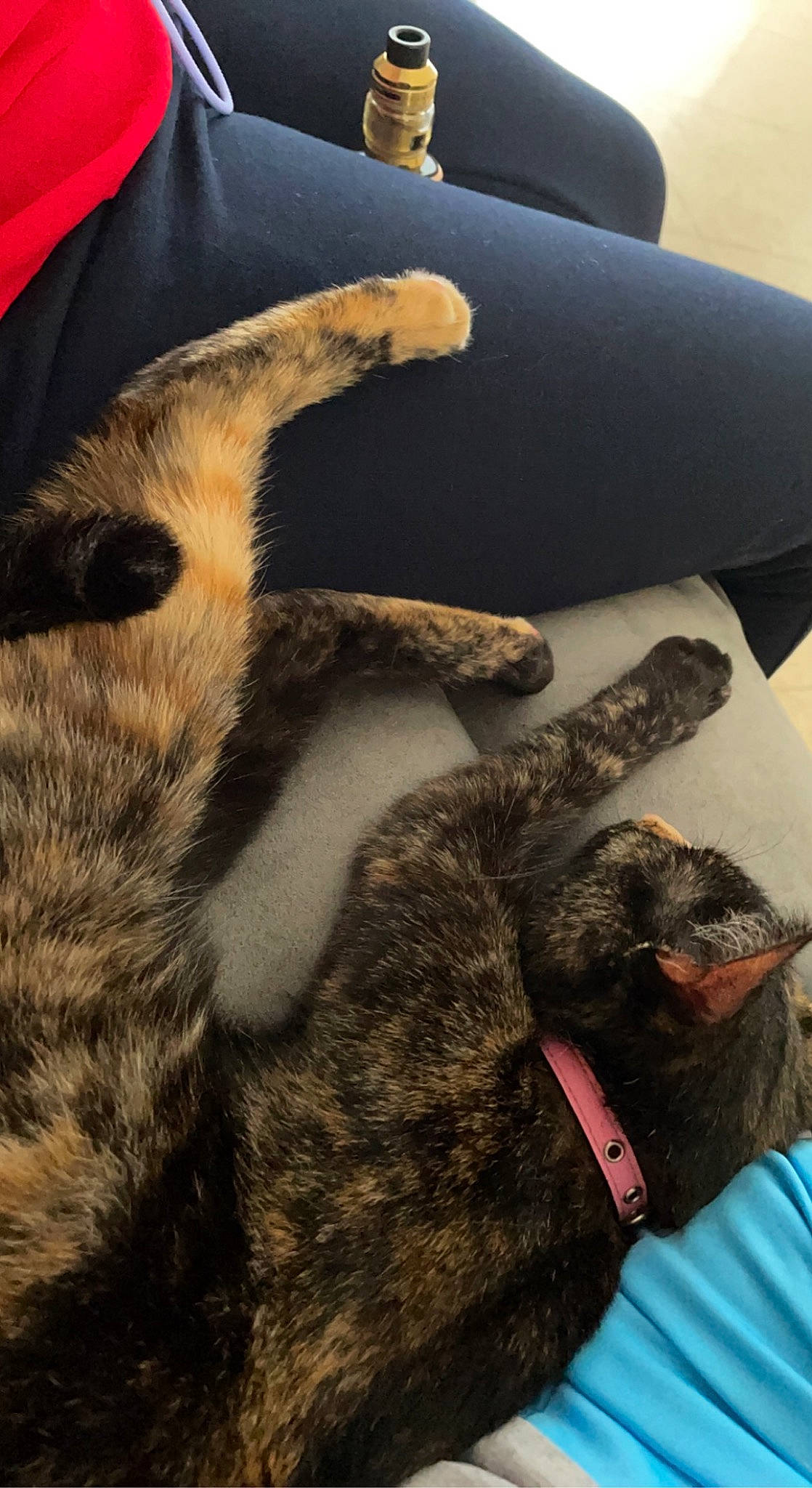 Athéna a rejoint le concours — aidez-le/la à gagner de superbes lots ! car_seat, carnivore, cat, claw, comfort, dog_breed, domestic_short_haired_cat, fawn, felidae, fur, gesture, human_leg, linens, nap, paw, small_to_medium_sized_cats, sporting_group, tail, textile, whiskers