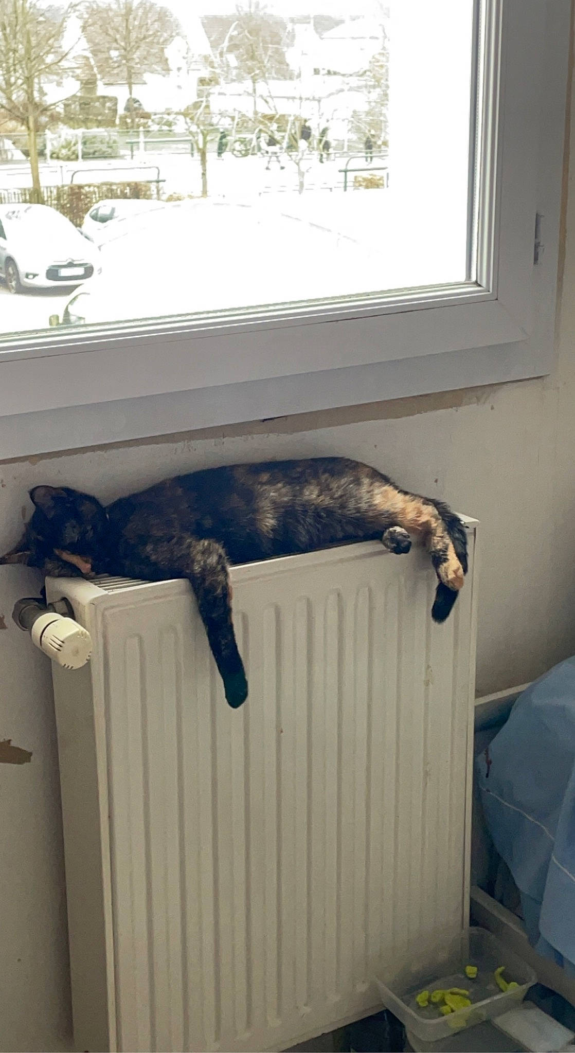 Athéna participe au concours pour gagner de l'argent avec cette photo : car, carnivore, cat, comfort, felidae, flooring, fur, hardwood, room, small_to_medium_sized_cats, tail, tire, tree, vehicle, wheel, whiskers, window, wood