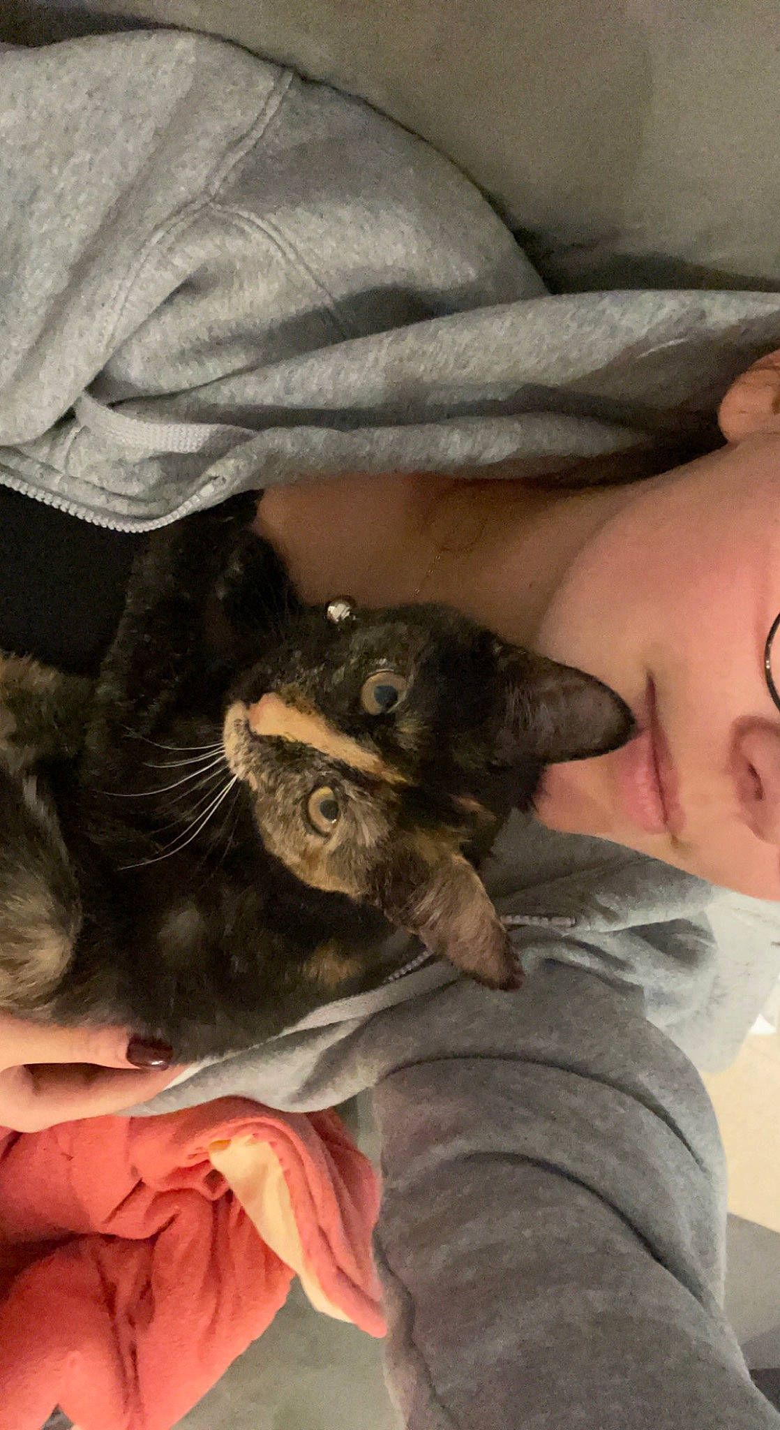 Athéna a rejoint le concours — aidez-le/la à gagner de superbes lots ! canidae, carnivore, cat, comfort, companion_dog, dog_breed, domestic_short_haired_cat, fawn, felidae, fur, lap, mammal, selfie, skin, small_to_medium_sized_cats, snout, sporting_group, tail, vertebrate, whiskers