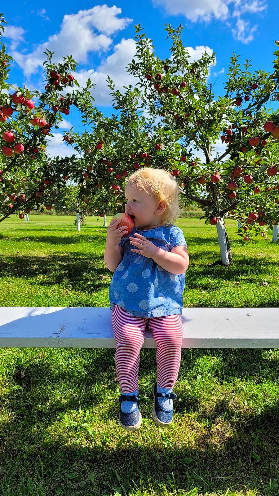 Lanna is registered to the contest to win money with this photo: baby_toddler_clothing, child, cloud, electric_blue, fruit, fun, grass, happy, lawn, leaf, leisure, meadow, people_in_nature, person, plant, rose_family, shrub, sky, toddler, tree