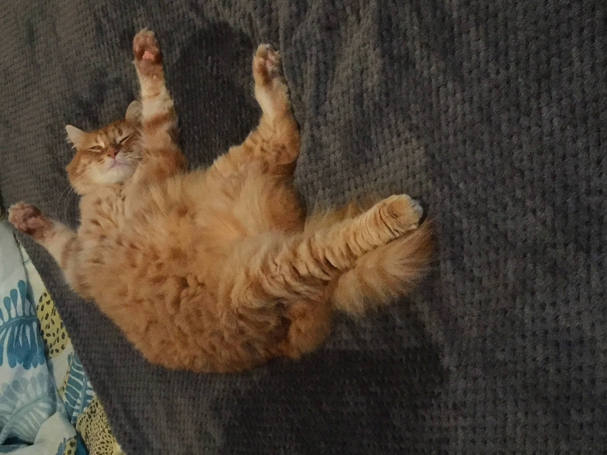 Simba a rejoint le concours — aidez-le/la à gagner de superbes lots ! ball, canidae, carnivore, cat, claw, comfort, domestic_short_haired_cat, felidae, flooring, fur, paw, small_to_medium_sized_cats, tail, tree, whiskers, wood