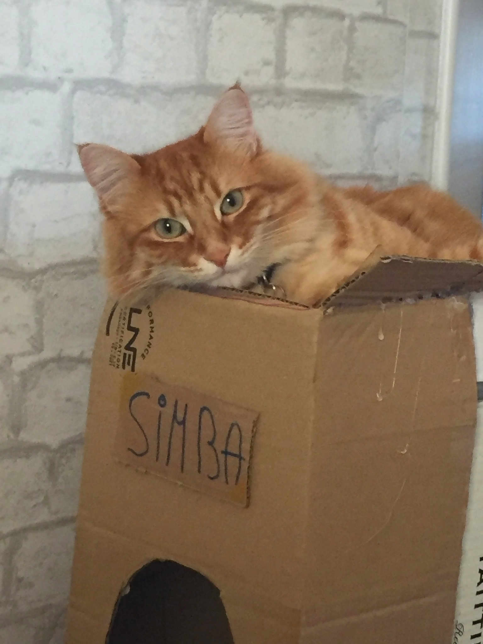 Simba