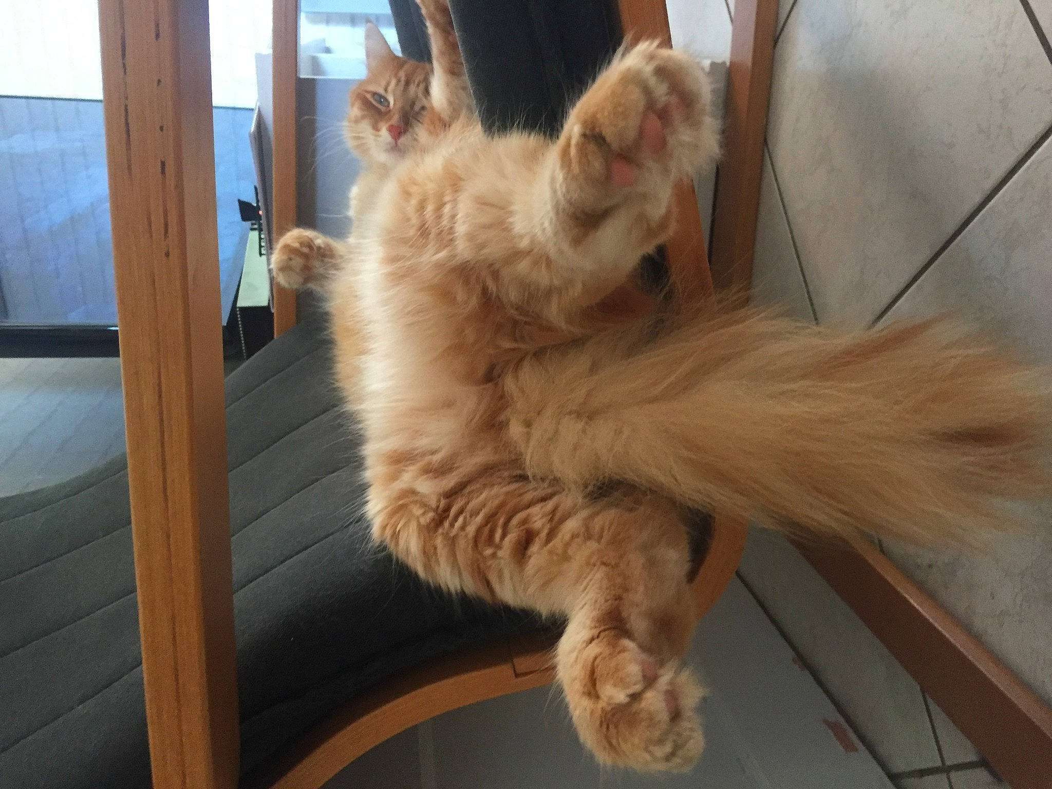 Simba a rejoint le concours — aidez-le/la à gagner de superbes lots ! canidae, carnivore, cat, claw, companion_dog, dog_breed, fawn, felidae, fur, hardwood, paw, small_to_medium_sized_cats, snout, sporting_group, tail, whiskers, window, wood