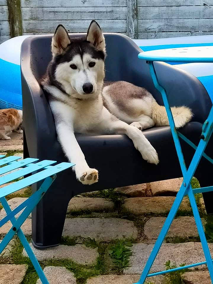 San a rejoint le concours — aidez-le/la à gagner de superbes lots ! alaskan_malamute, canidae, carnivore, czechoslovakian_wolfdog, dog, dog_breed, east_siberian_laika, greenland_dog, mammal, miniature_siberian_husky, native_american_indian_dog, northern_inuit_dog, saarloos_wolfdog, sakhalin_husky, seppala_siberian_sleddog, siberian_husky, sled_dog, tamaskan_dog, vertebrate, wolfdog
