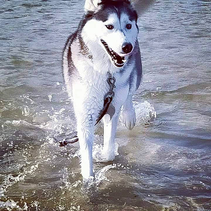 San a rejoint le concours — aidez-le/la à gagner de superbes lots ! alaskan_malamute, canadian_eskimo_dog, canidae, carnivore, czechoslovakian_wolfdog, dog, dog_breed, east_siberian_laika, mammal, native_american_indian_dog, northern_inuit_dog, sakhalin_husky, seppala_siberian_sleddog, siberian_husky, sky, sled_dog, tamaskan_dog, vertebrate, wolfdog, working_dog