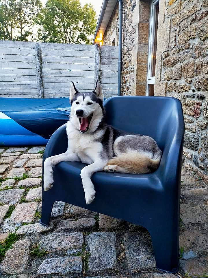 San participe au concours pour gagner de l'argent avec cette photo : alaskan_malamute, canidae, carnivore, chair, companion_dog, dog, dog_breed, furniture, mammal, native_american_indian_dog, northern_inuit_dog, plant, siberian_husky, sitting, sled_dog, table, vertebrate, wolfdog, working_dog