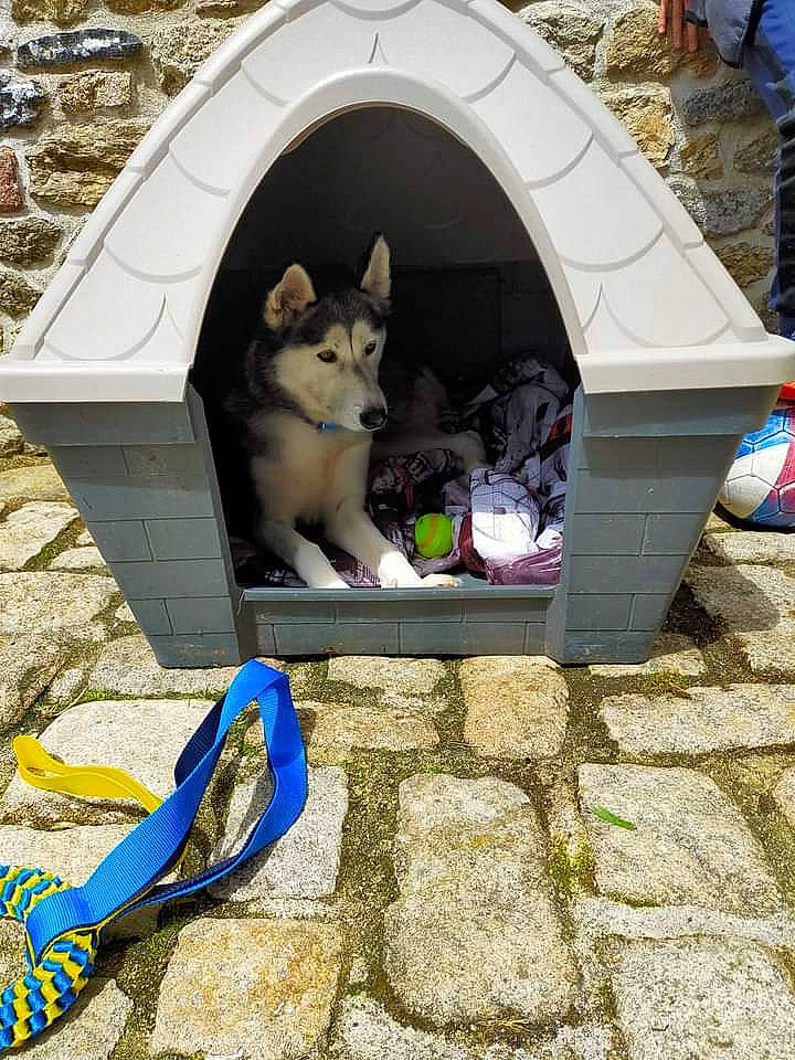 San a rejoint le concours — aidez-le/la à gagner de superbes lots ! alaskan_malamute, canidae, carnivore, dog, dog_breed, dog_supply, doghouse, fawn, kennel, siberian_husky, sled_dog, swedish_vallhund, wolfdog