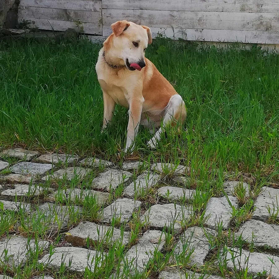 Loupio