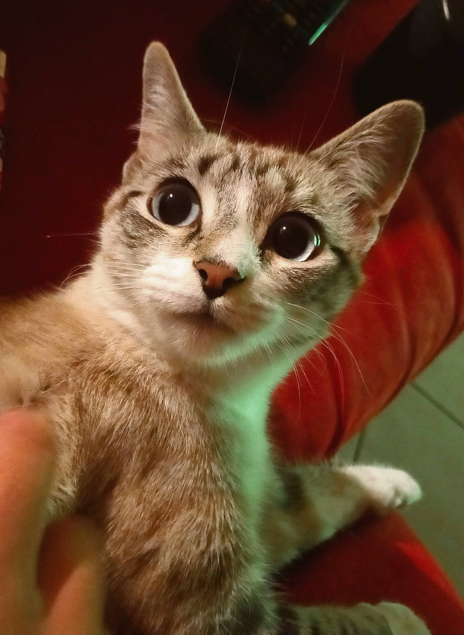 Pitchoune a rejoint le concours — aidez-le/la à gagner de superbes lots ! aegean_cat, american_wirehair, asian, burmilla, carnivore, cat, domestic_short_haired_cat, ear, european_shorthair, fawn, felidae, german_rex, kitten, mammal, ojos_azules, singapura, small_to_medium_sized_cats, tabby_cat, vertebrate, whiskers