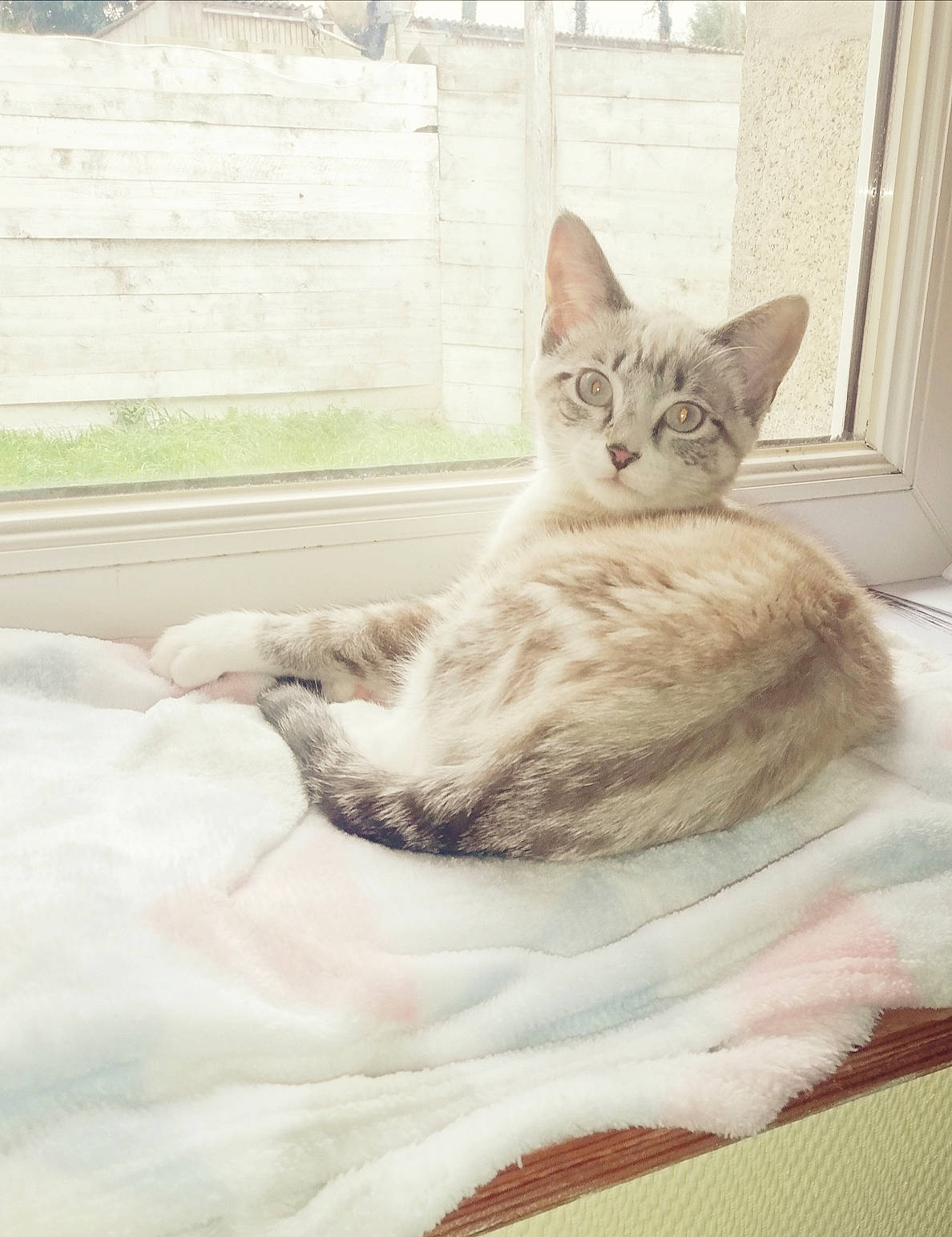 Pitchoune a rejoint le concours — aidez-le/la à gagner de superbes lots ! aegean_cat, asian, australian_mist, burmilla, carnivore, cat, domestic_short_haired_cat, ear, european_shorthair, eye, fawn, felidae, fur, kitten, mammal, sitting, small_to_medium_sized_cats, tabby_cat, tail, whiskers