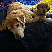 Penny is registered to the contest to win money with this photo: dog, golden_retriever, puppy, bed, blanket, resting, indoor, animal, pet, cozy, fur, cute, sleeping, companion, relaxing, mammal, domestic_animal, yellow_fur, young_dog, older_dog