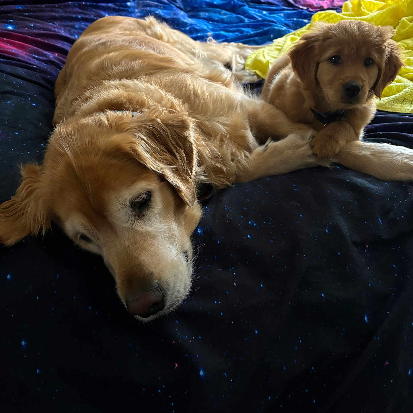 Penny is registered to the contest to win money with this photo: animal, bed, blanket, companion, cozy, cute, dog, domestic_animal, fur, golden_retriever, indoor, mammal, older_dog, pet, puppy, relaxing, resting, sleeping, yellow_fur, young_dog